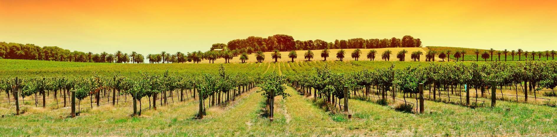 outsourcing vinicola